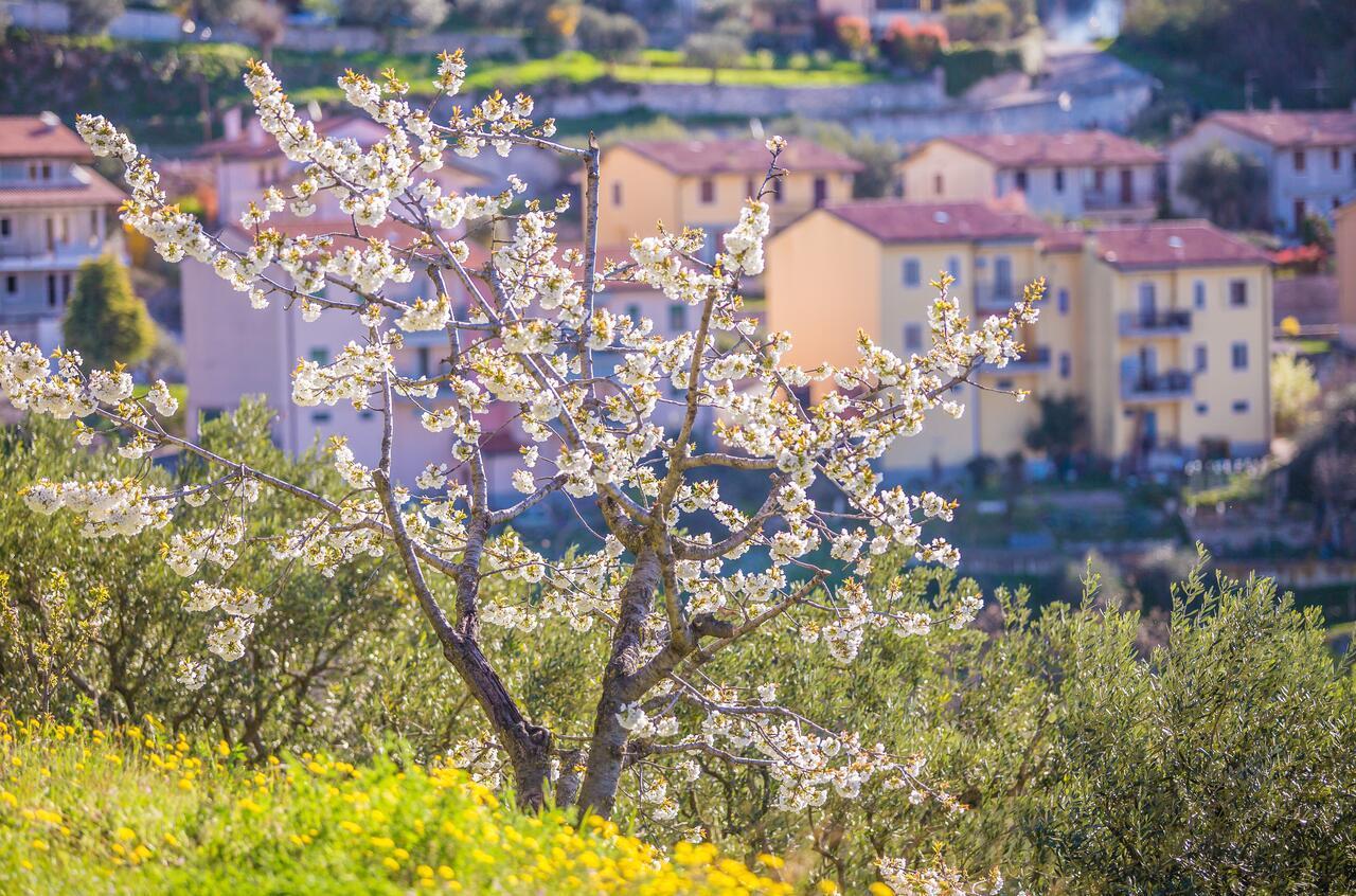 Valpolicella Homes Recioto Apartment SantʼAmbrogio di Valpolicella Εξωτερικό φωτογραφία